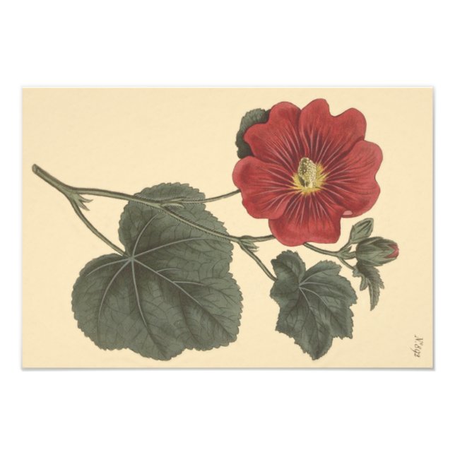 Seringapatam Hollyhock Botanical Illustration Photo Print (Front)