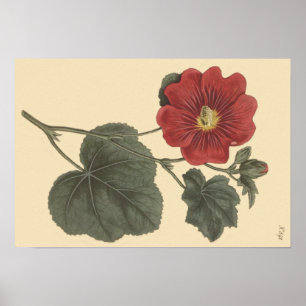 Seringapatam Hollyhock Botanical Illustration Poster