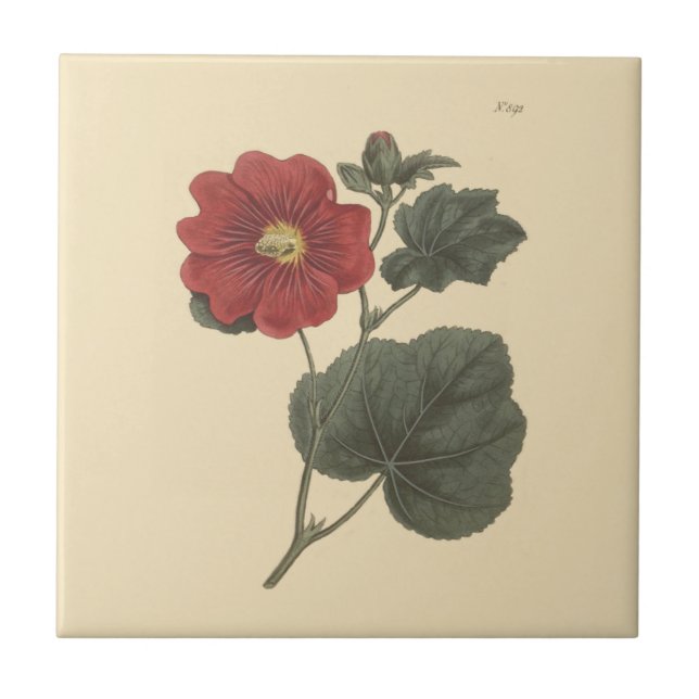 Seringapatam Hollyhock Botanical Illustration Tile (Front)