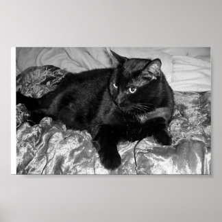 Serious Black Cat Poster