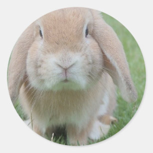 serious bunny photo classic round sticker