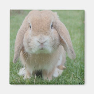 Serious bunny photo magnet