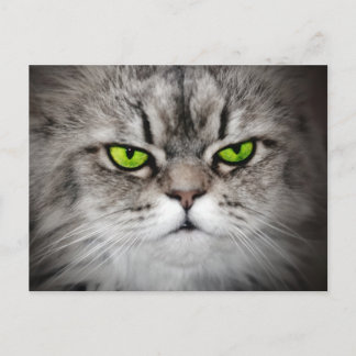 Serious cat with green eyes postcard