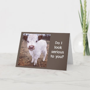 SERIOUS/CUTE COW SAYS "HAPPY BIRTHDAY" CARD