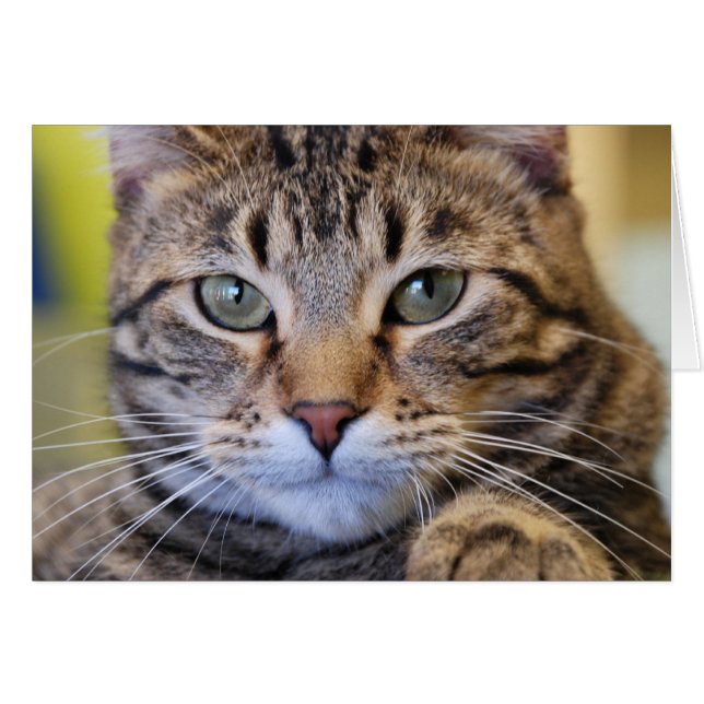 Serious Green-Eyed Tabby Cat (Front Horizontal)