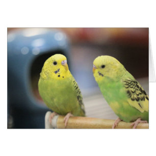 Serious keets