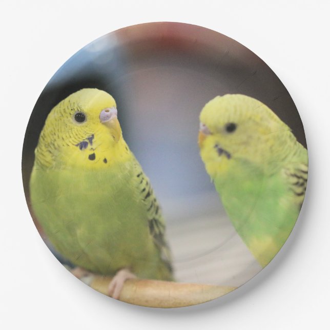 Serious keets  paper plate (Front)