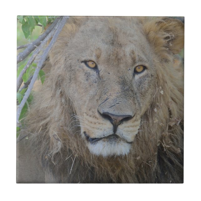 Serious Lion Stare Tile (Front)