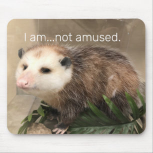 Serious possum mousepad