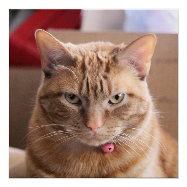 Serious Poster (Front)