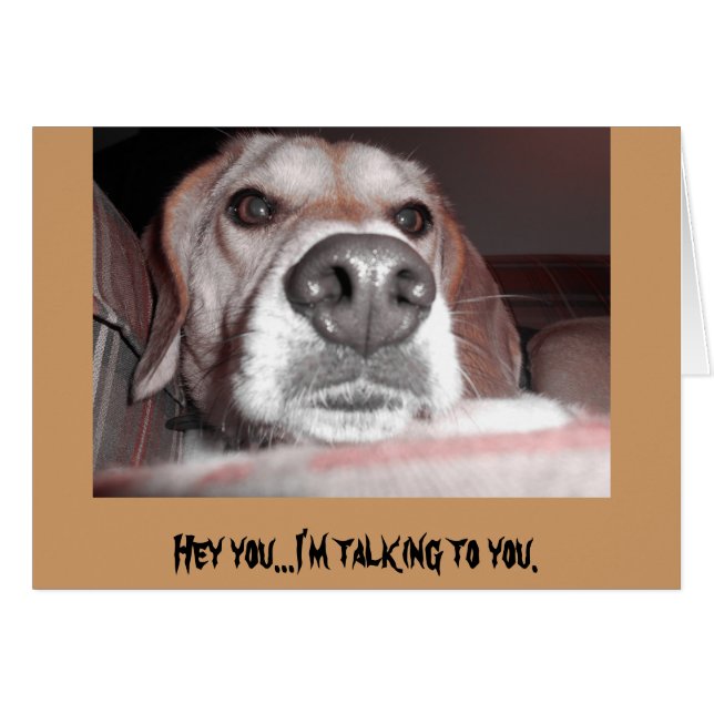 Serious pup (Front Horizontal)