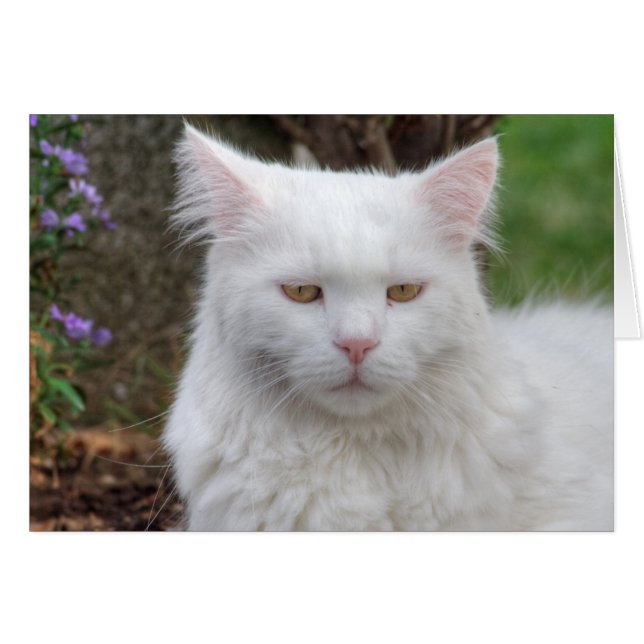 Serious White Cat (Front Horizontal)