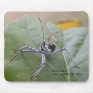 Seriously you looking at me? mouse mat