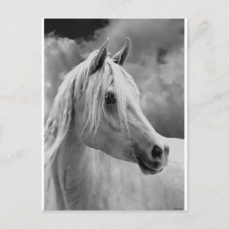 Serne Composition Postcard