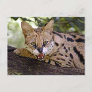 serval 013 postcard