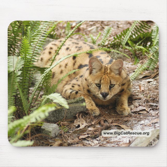 serval 019 copy mouse mat (Front)