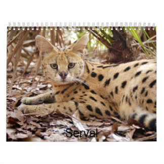 serval 025, Serval Calendar
