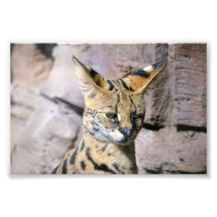 Serval Cat Photo Print