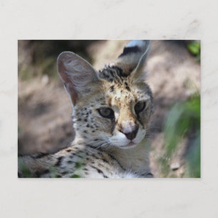 Serval Cat Postcard