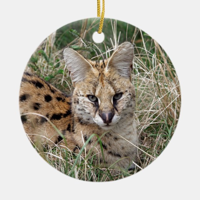 Serval cat relaxing in grass ceramic tree decoration (Front)