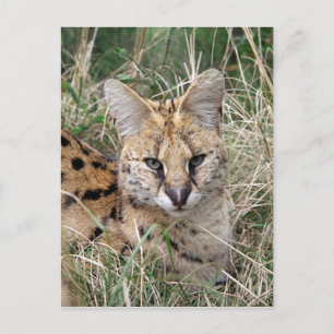 Serval cat relaxing in grass postcard