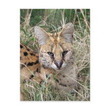 Serval cat relaxing in grass