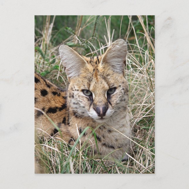 Serval cat relaxing in grass postcard (Front)