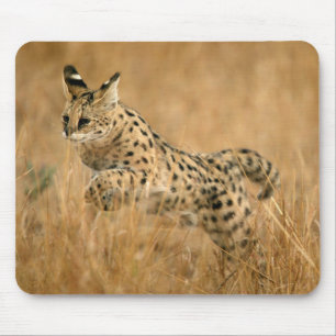 Serval (Leptailurus Serval) Jumping Mouse Mat