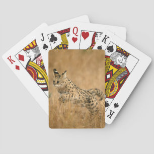 Serval (Leptailurus Serval) Jumping Playing Cards