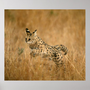 Serval (Leptailurus Serval) Jumping Poster