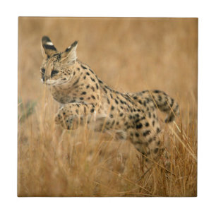 Serval (Leptailurus Serval) Jumping Tile