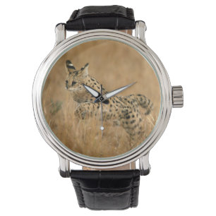 Serval (Leptailurus Serval) Jumping Watch