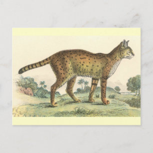 Serval Postcard