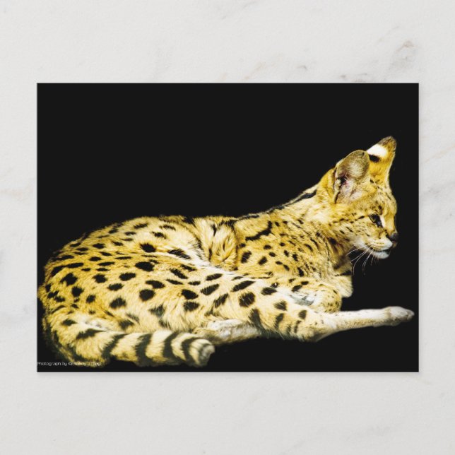 Serval Postcard (Front)