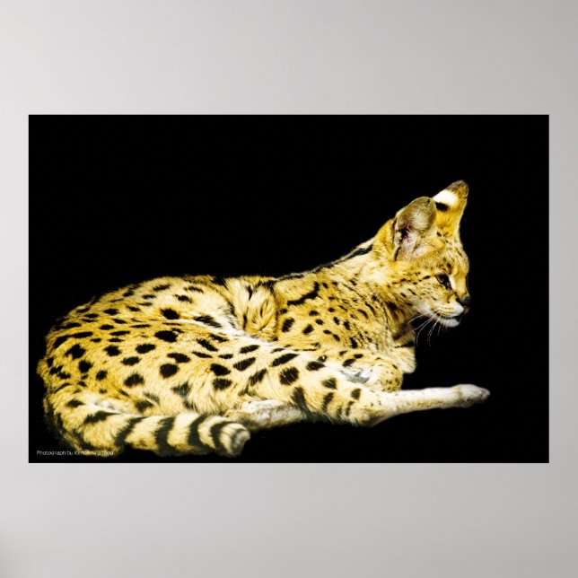 Serval Print (Front)