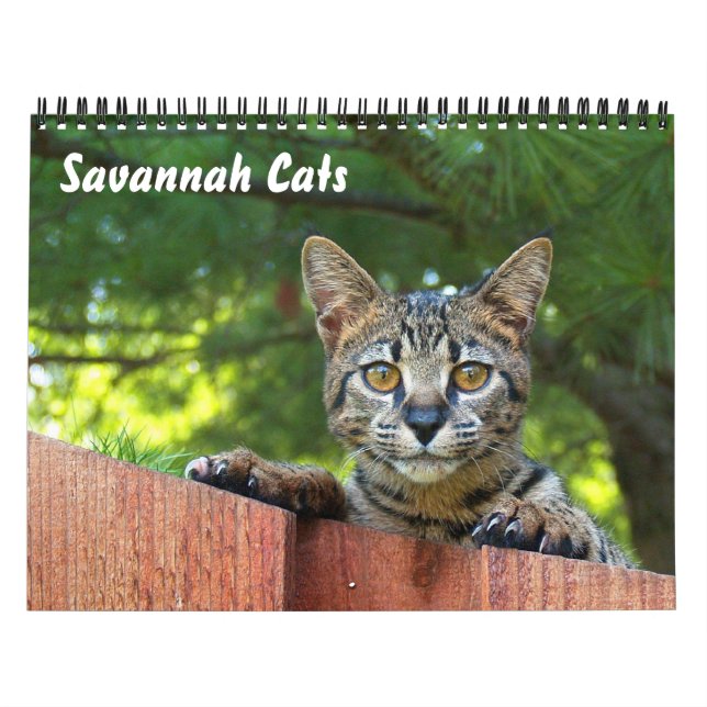 Serval Savannah Cat Calendar (Cover)