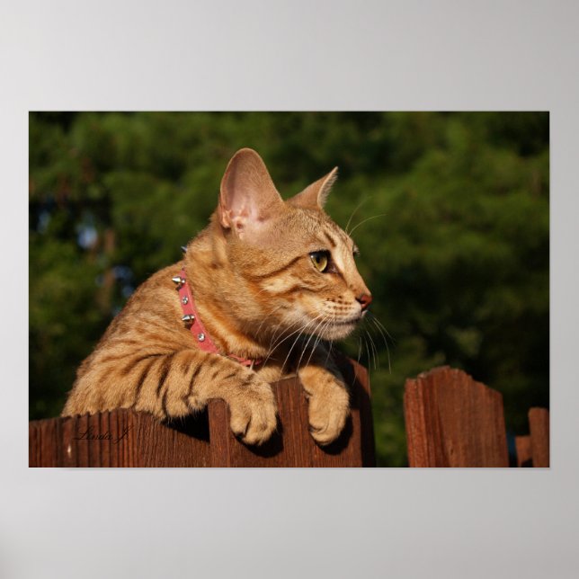 Serval Savannah Kitten USA Canvas Print (Front)