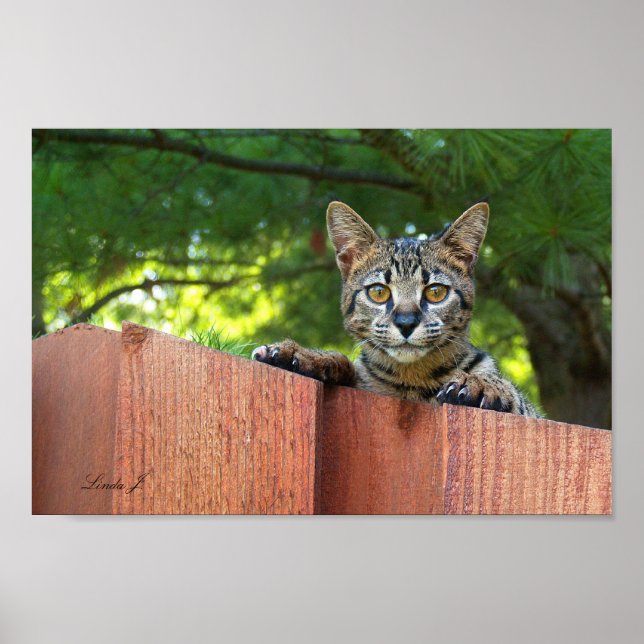 Serval Savannah Kitten USA Canvas Print (Front)