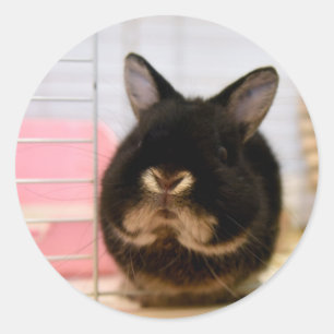Sesame the Bunny Classic Round Sticker