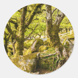 Sessile oaks and moss in Wistman's Wood Classic Round Sticker