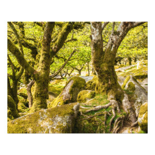 Sessile oaks and moss in Wistman's Wood Photo Print