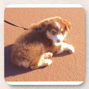 Set of 6 coasters with photo Australian shepherd