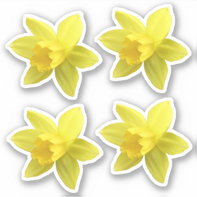 Set of Four Yellow Daffodil Blooms (Front)