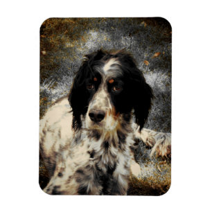 Setter Love Photo Magnet