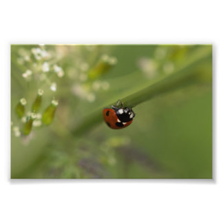 Seven-spot Ladybird Photo Print