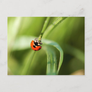 Seven-spot ladybird Postcard