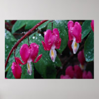 Several flowers of bleeding heart plant and water