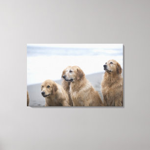 Several Golden retrievers sitting on beach Canvas Print