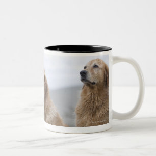Several Golden retrievers sitting on beach Two-Tone Coffee Mug