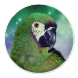 Severe Macaw Parrot Close Up  Ceramic Knob